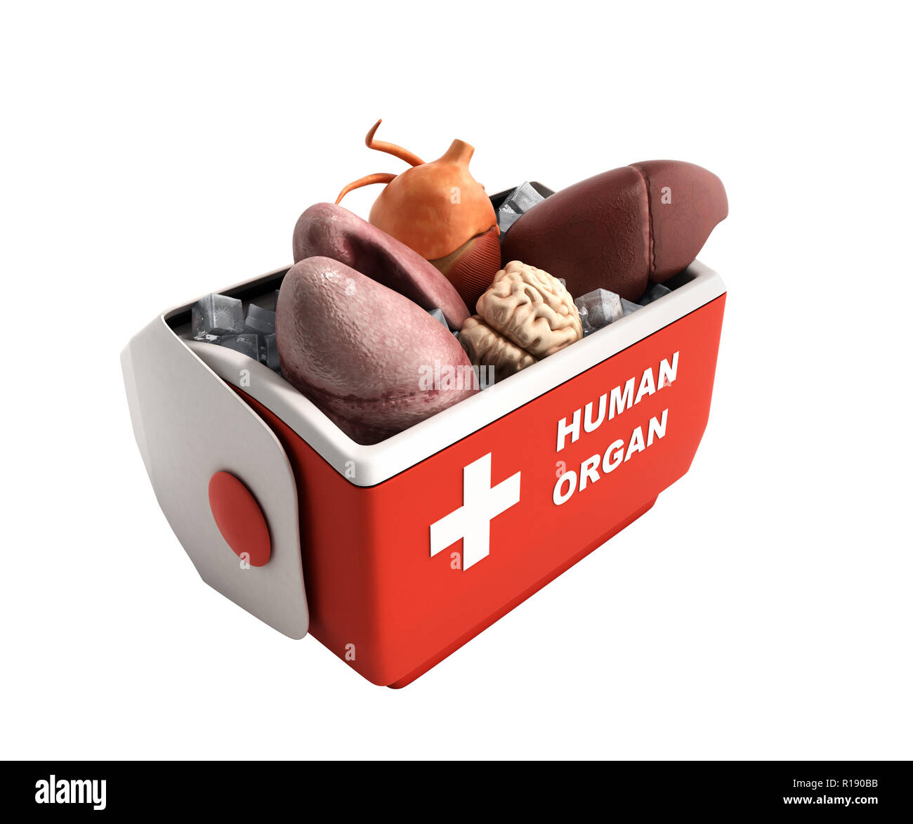 organ transportation concept open human organ refrigerator box red 3d render on white no shadow background Stock Photo