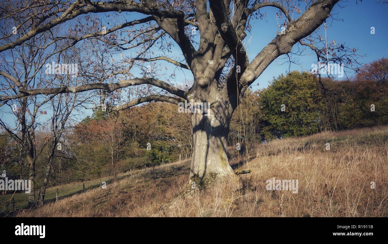 An old linden - tilia - stands in autumn landscape. She dropped the most leaves. On a branch hangs a swing. Stock Photo