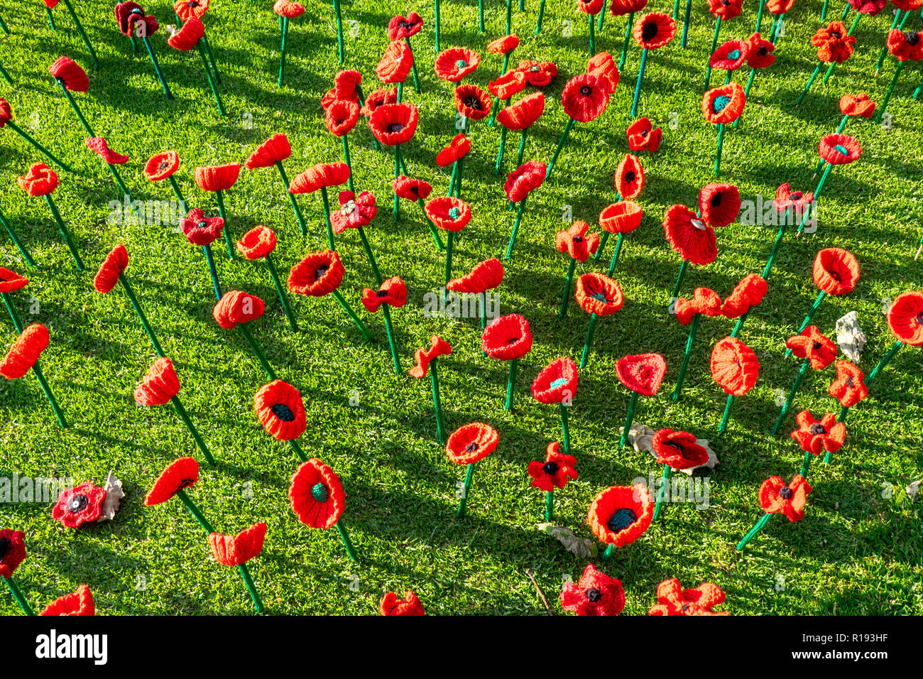2018 Remembrance Day Poppy Project display of handcrafted poppies in Kings Park Perth Western Australia Stock Photo