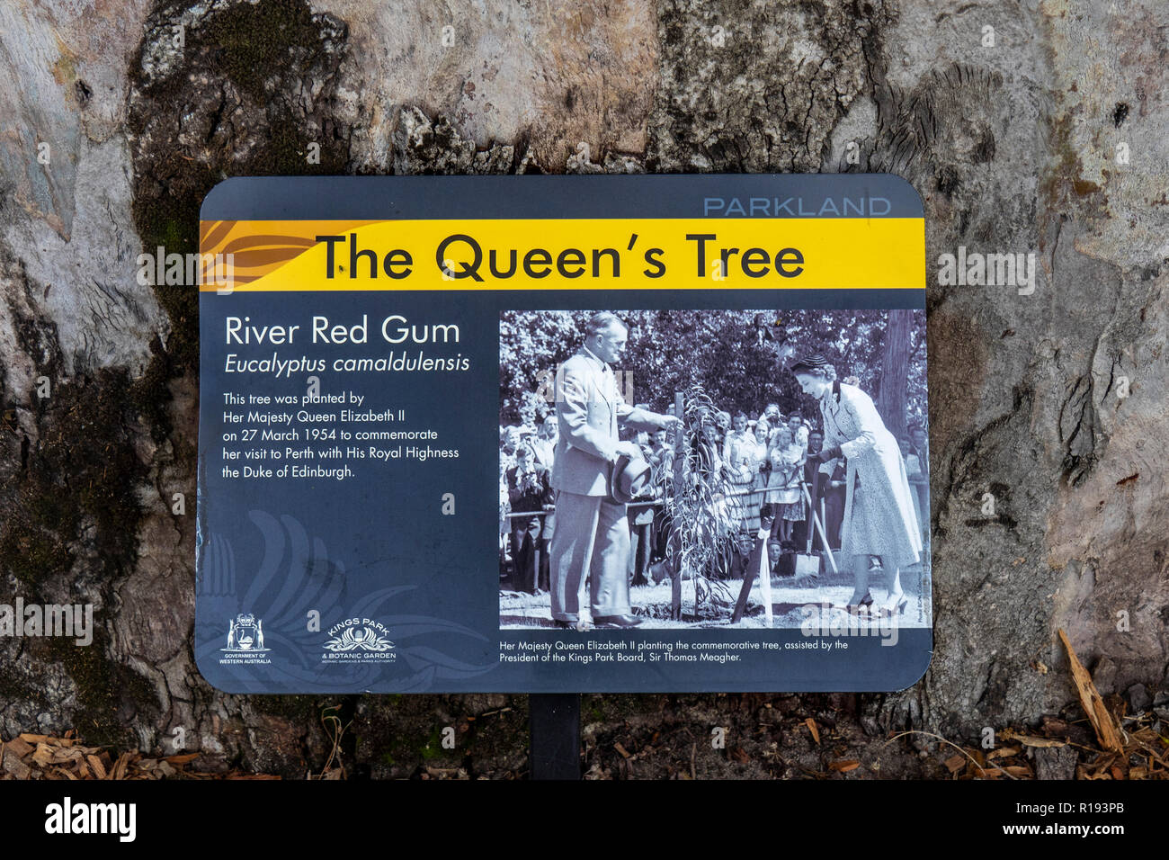 Plaque sign at  base of River Red Gum Tree planted by Queen Elizabeth ll at Kings Park Perth Western Australia Stock Photo