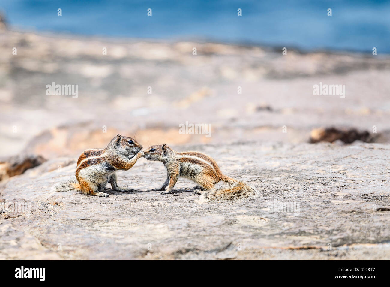Barbary Ground Squirrels (Chipmunks) in Fuerteventura, Canary Islands Stock Photo