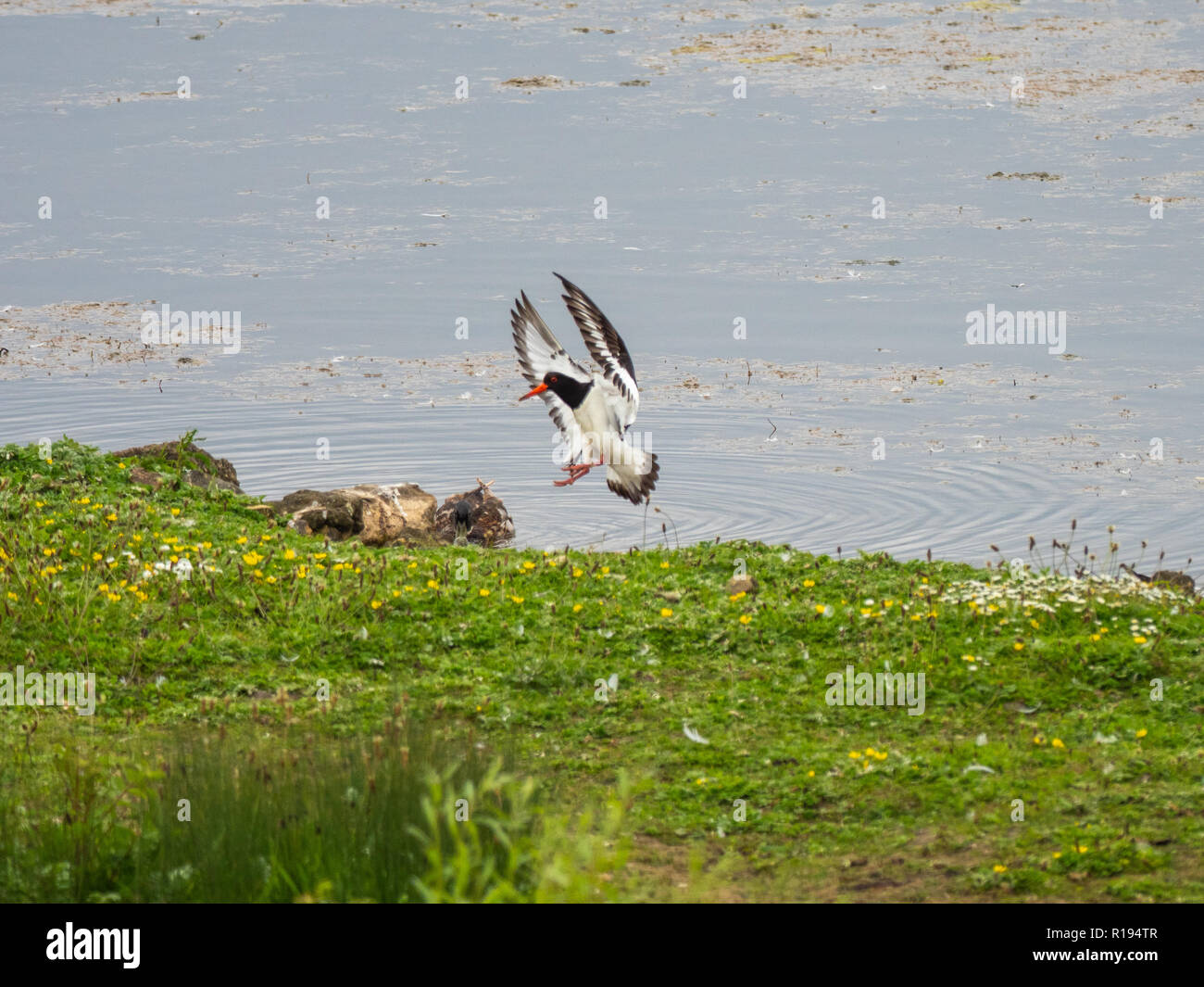 Oystercatcher coming in to land on grass bank Stock Photo