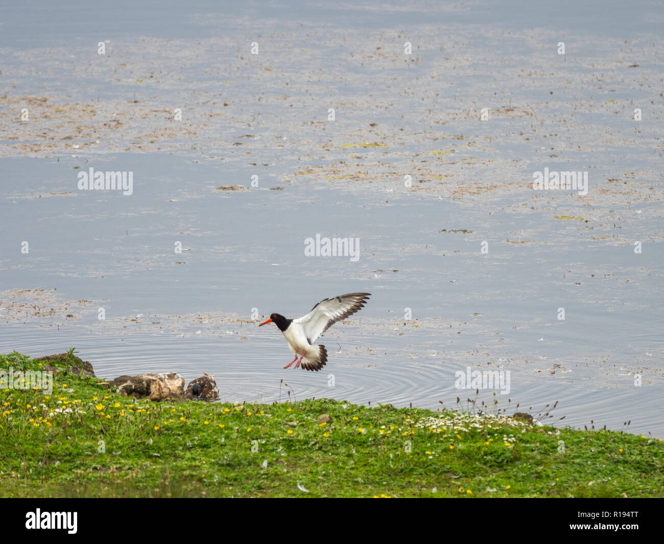 Oystercatcher coming in to land on grass bank Stock Photo