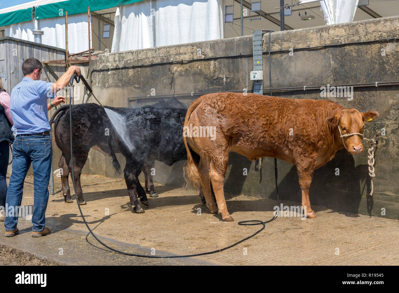 Cooling down and a clean up for cattle at the Great Yorkshire Show harrowgate Stock Photo