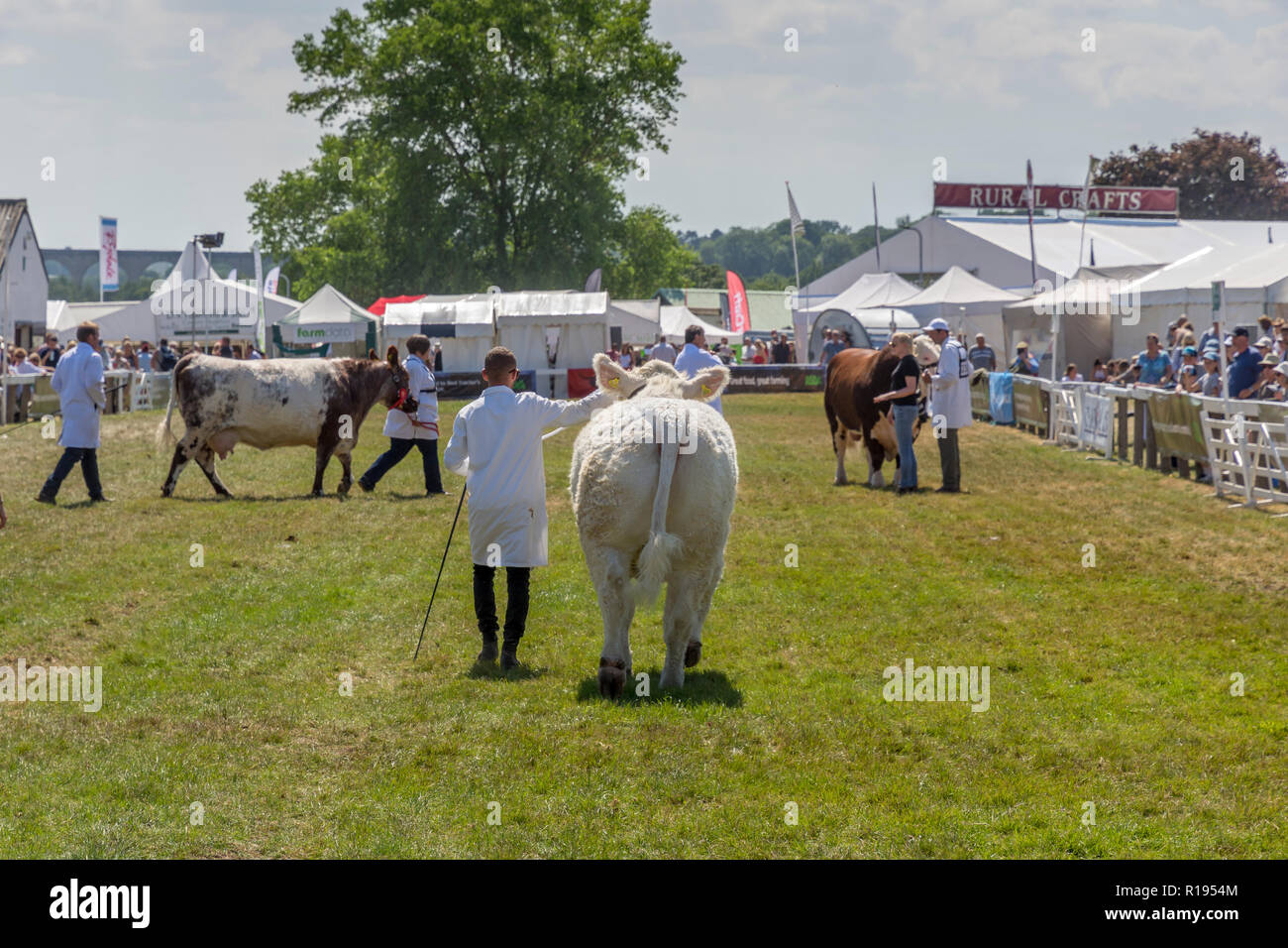 Beef cattle  at the Great Yorkshire Show Harrowgate Stock Photo