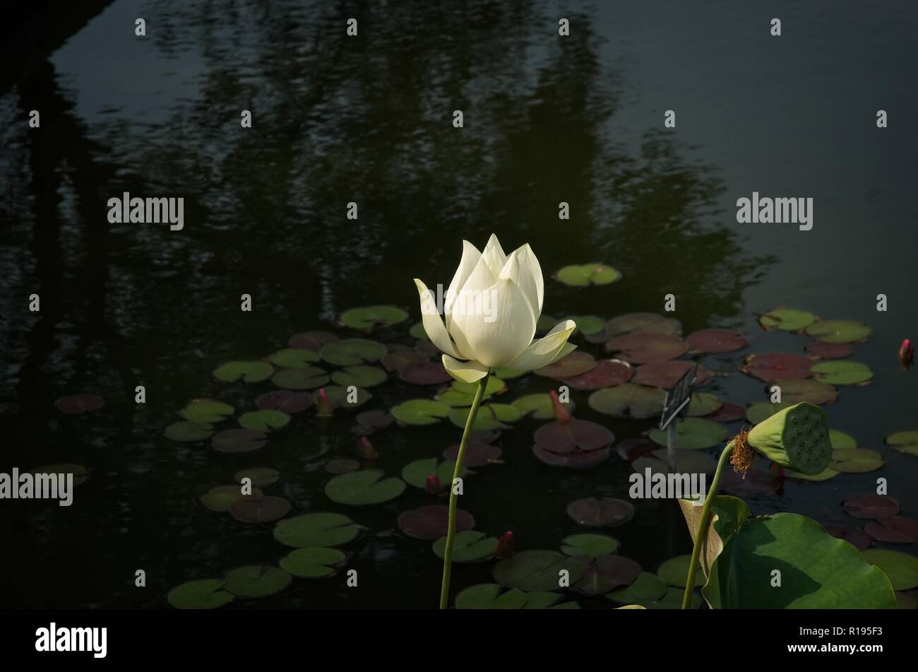 White Lotus blossom in bloom in a pond Stock Photo Alamy