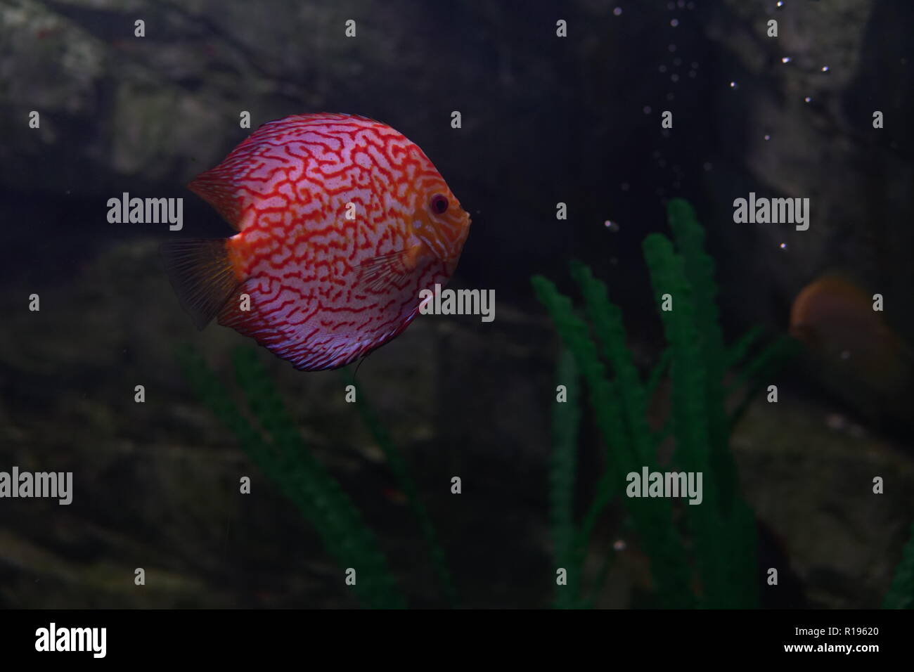 fish in the river and sea water aquarium fishing Stock Photo - Alamy