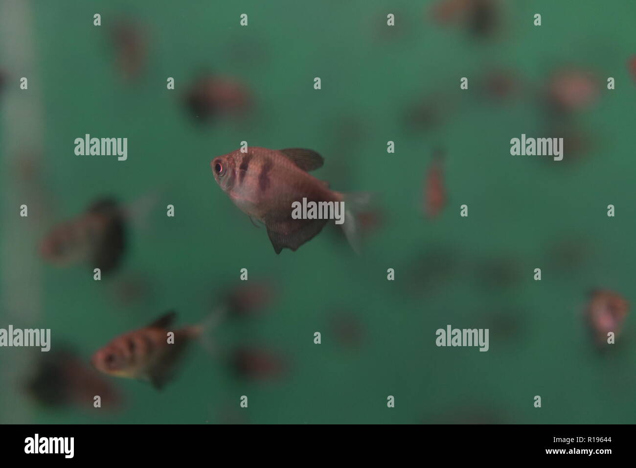 fish in the river and sea water aquarium fishing Stock Photo - Alamy