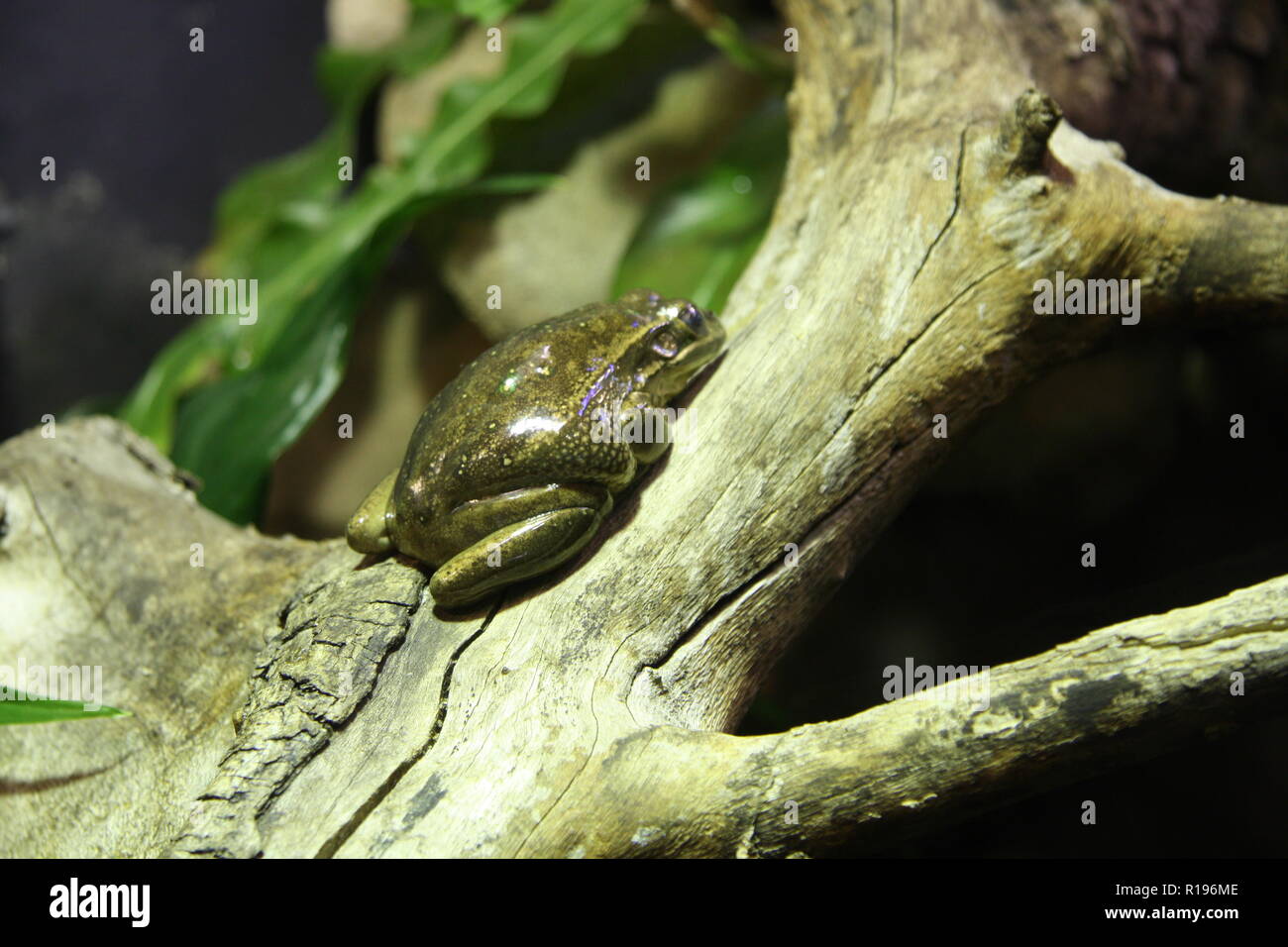 Green and Golden Bell Frog in Taronga Zoo, Sydney Stock Photo