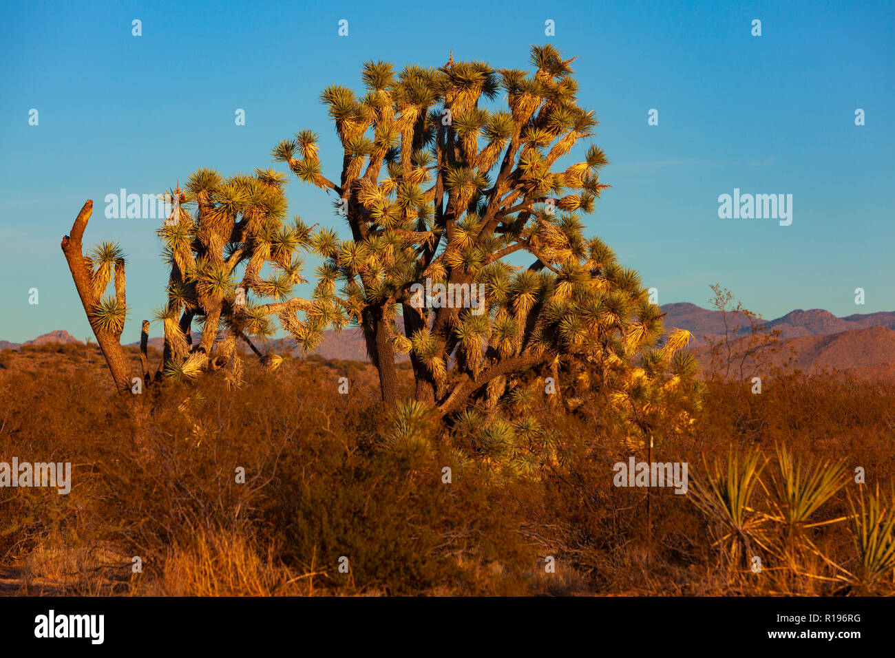 Joshua Trees along U.S. Highway 93 in Arizona, USA Stock Photo Alamy