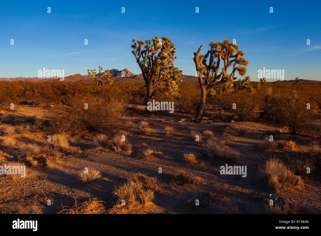 Joshua Trees along U.S. Highway 93 in Arizona, USA Stock Photo Alamy