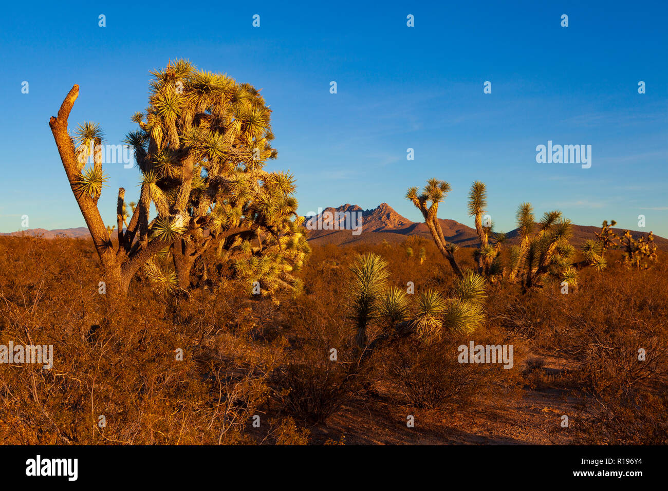 Joshua Trees along U.S. Highway 93 in Arizona, USA Stock Photo Alamy