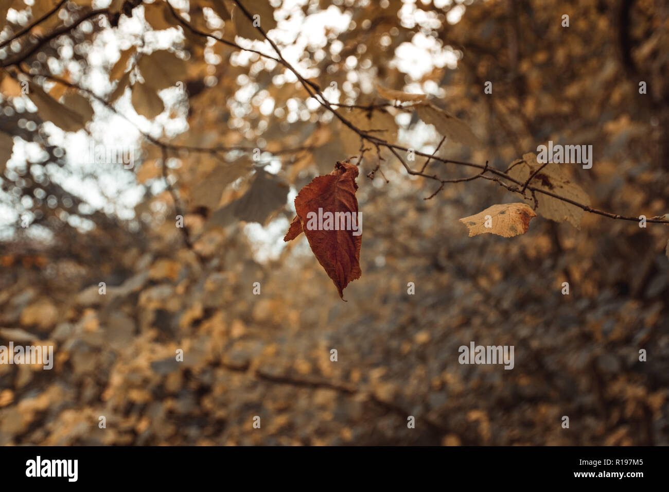 last brown birch leaf hanging on the branch in front of colorful ...