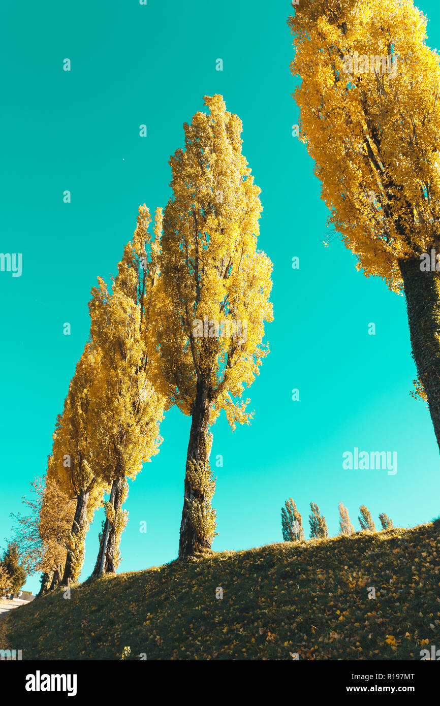 Row of yellow autumn trees hi-res stock photography and images - Alamy