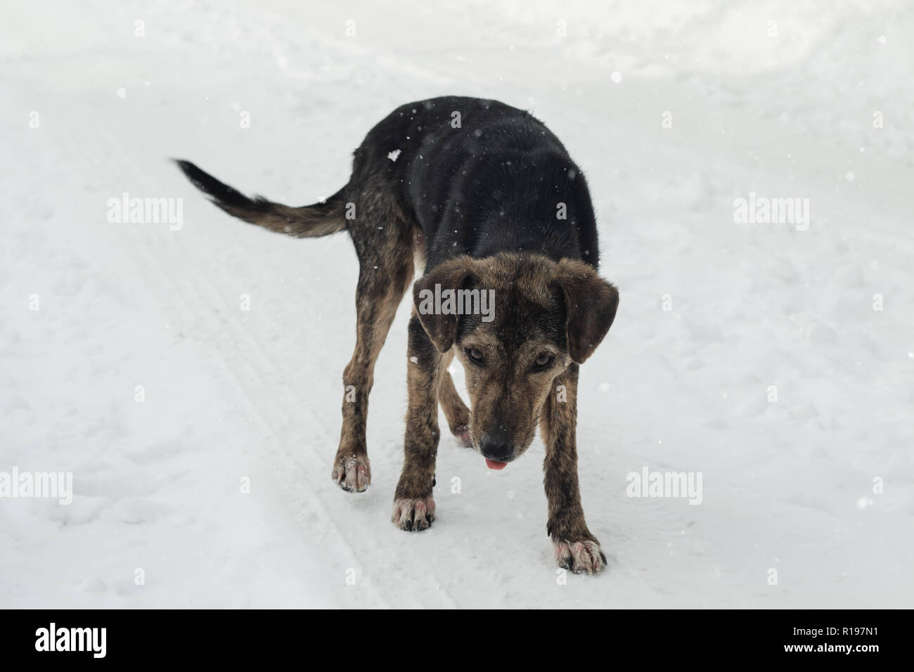 hungry street dog with sticking out tongue walking on snow Stock Photo