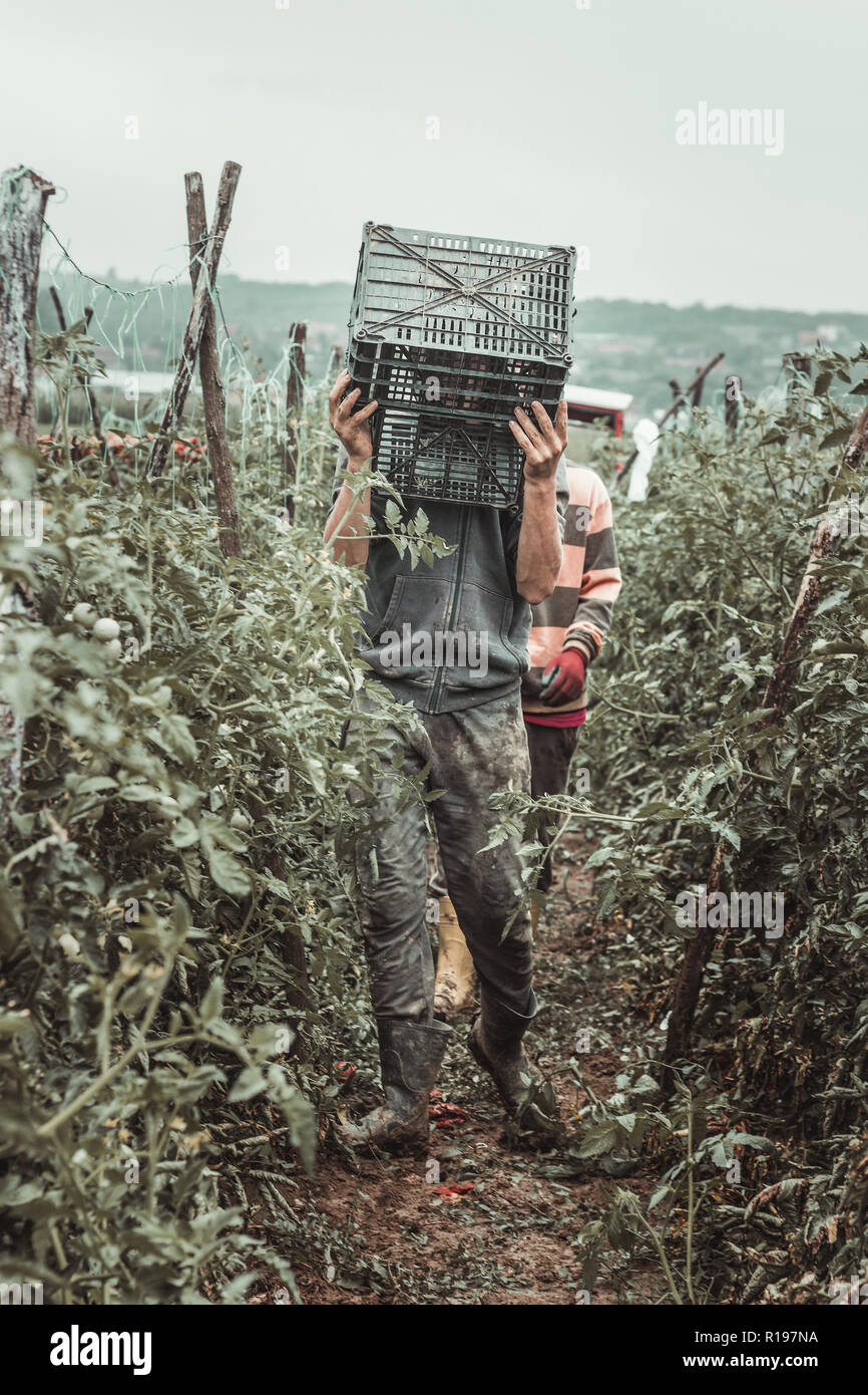 harvesting helper hold empty crates to picking up ripe tomatoes at field Stock Photo