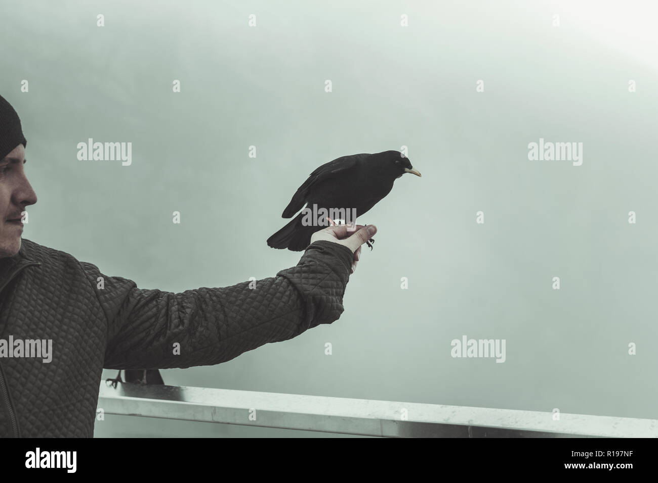 man holding the black alpine chough in front of morning fog Stock Photo