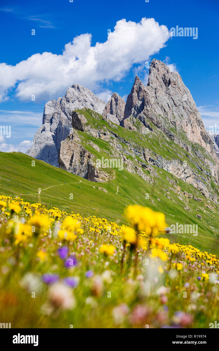 Seceda mount, grass and flowers over the field, blue sky. Ortisei, Dolomites Alps, Italy, Europe Stock Photo