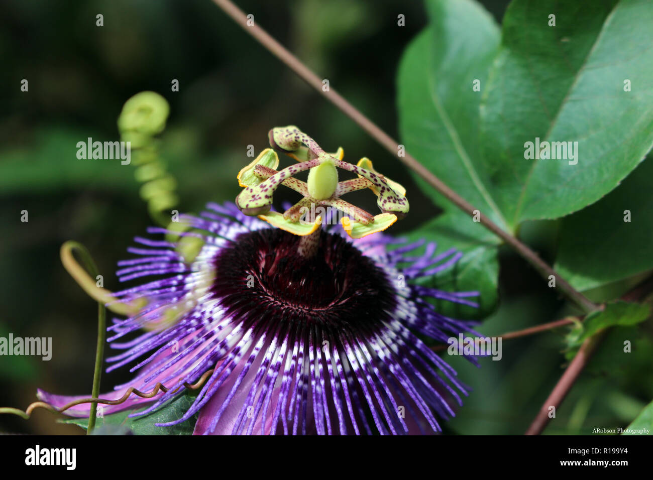 Passion fruit flower hires stock photography and images Alamy