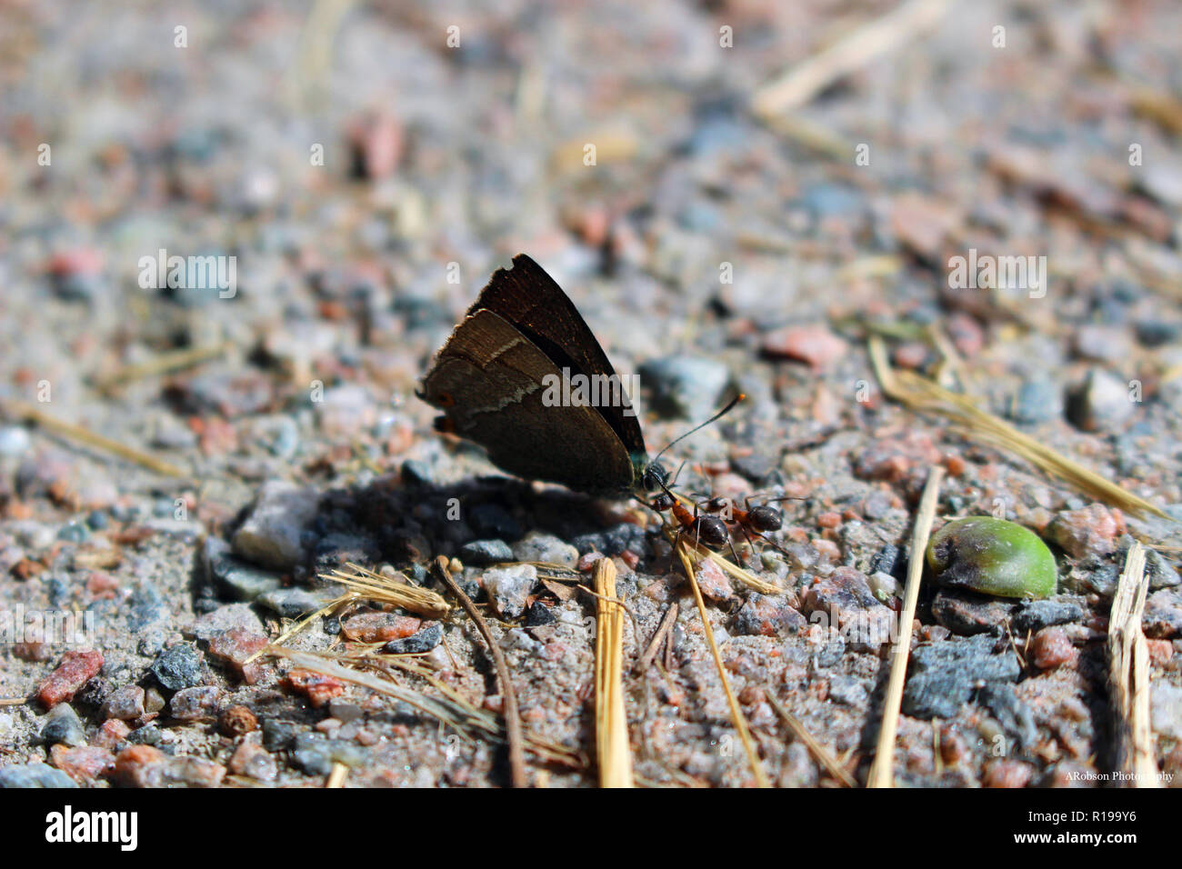 Two wood ants attempting to carry a live White-letter Hairstreak butterfly back to its nest Stock Photo