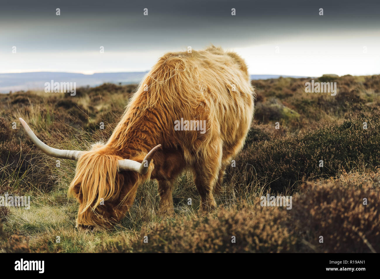 Highland Cattle in the Peak District Stock Photo
