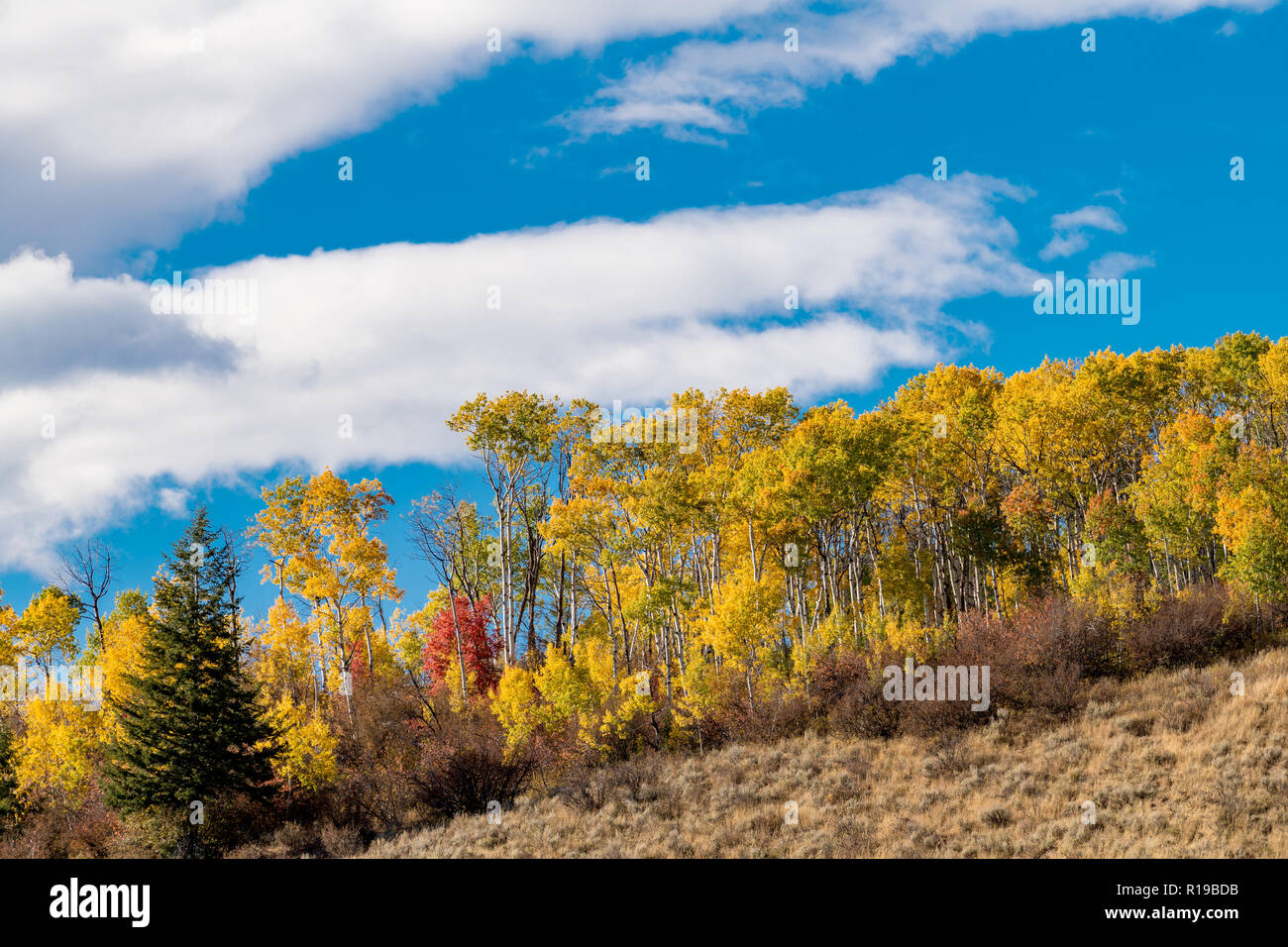 Blue sky with puffy clouds and a fall colored forest in nature Stock Photo