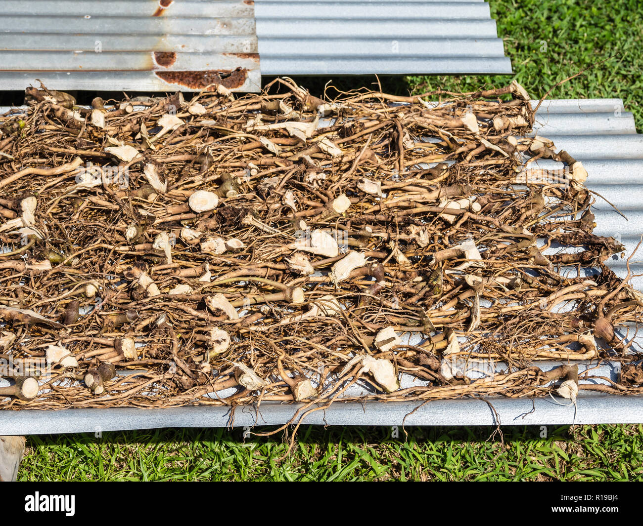 Roots from the kava kava, Piper methysticum, drying in the sun on Taveuni Island, Republic of Fiji. Stock Photo