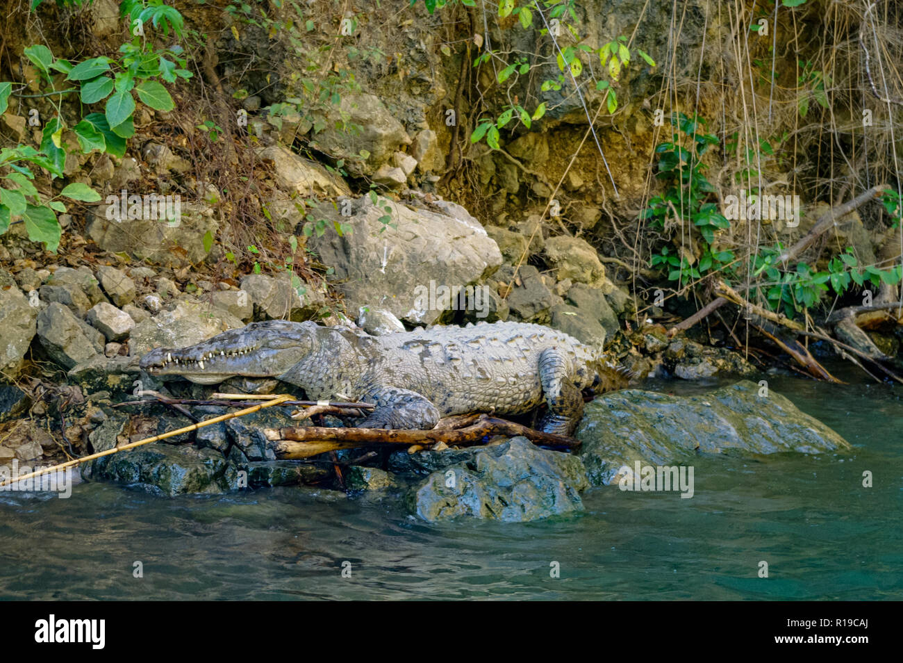 Crocodile near of the Rio Grijalva (Sumidero Canyon), Mexico Stock Photo