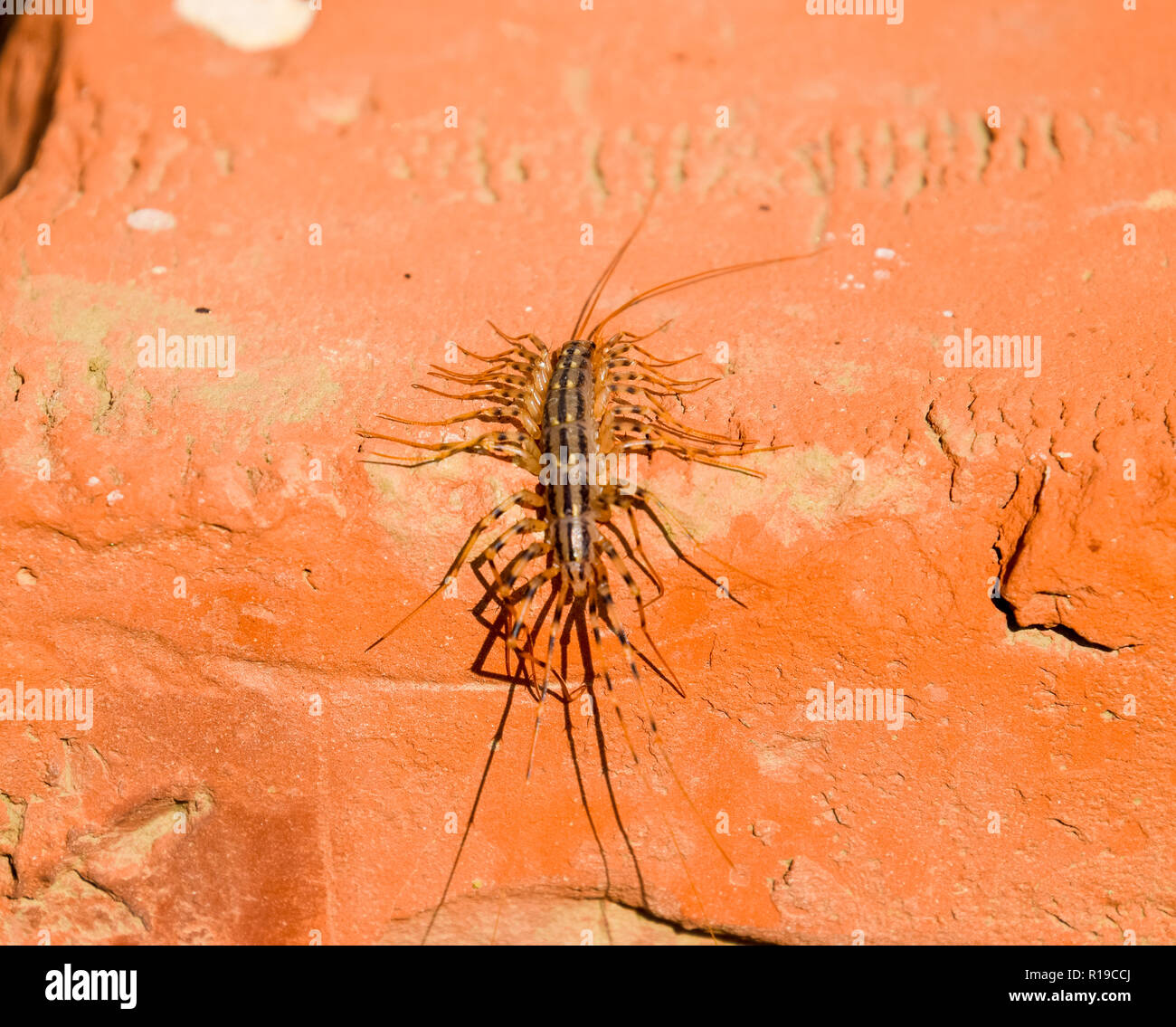 The Flycatcher. Scutigera coleoptrata. Centipede flycatcher, insect ...