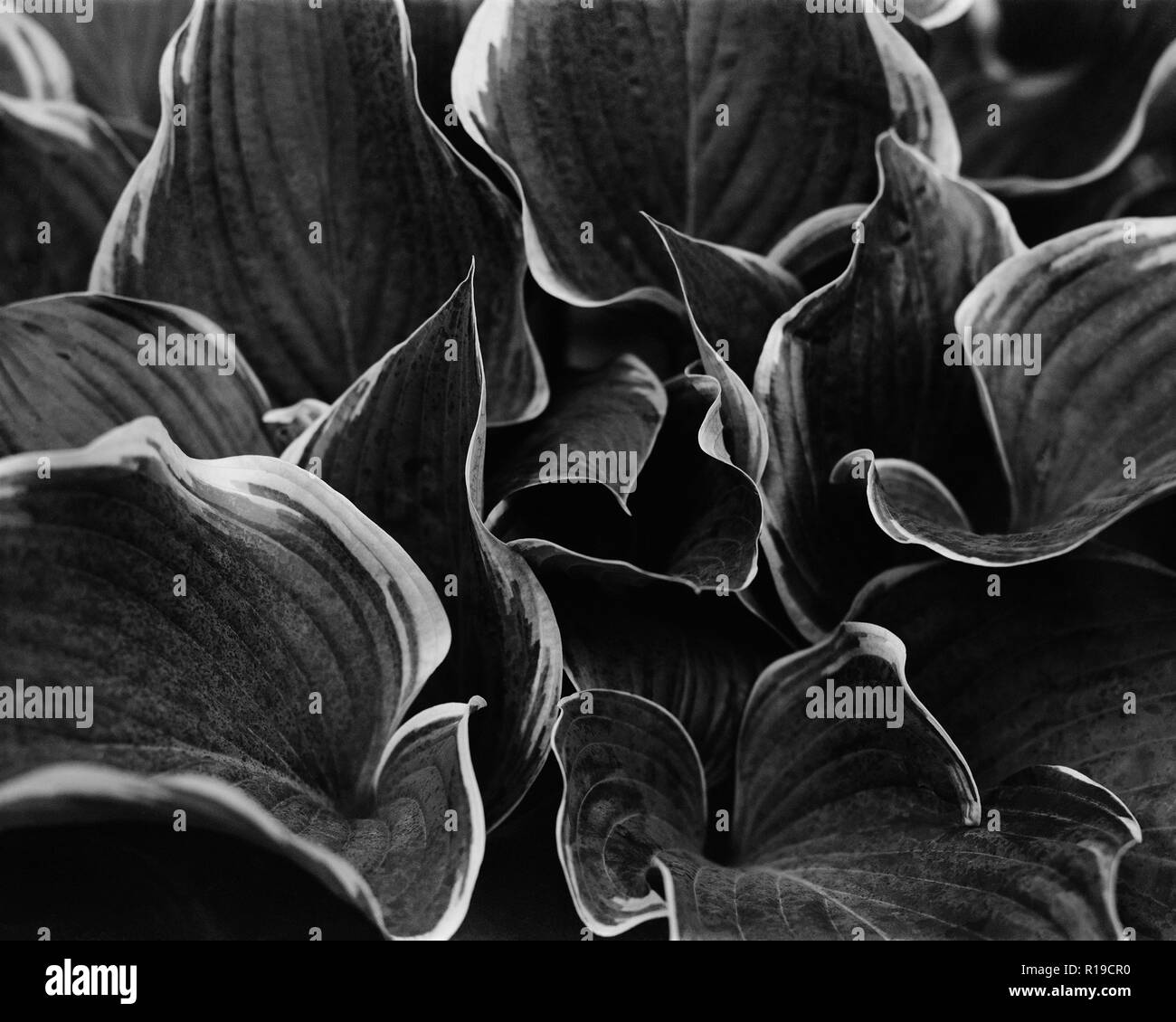Summer perennials plants Black and White Stock Photos & Images - Alamy