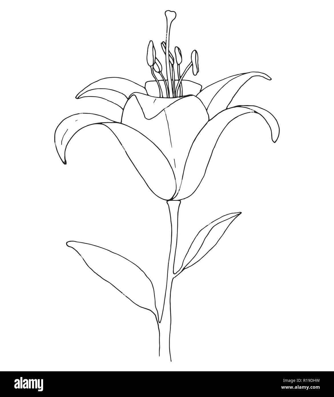 Sketch of flowers. Lily isolated on white background. Vector ...