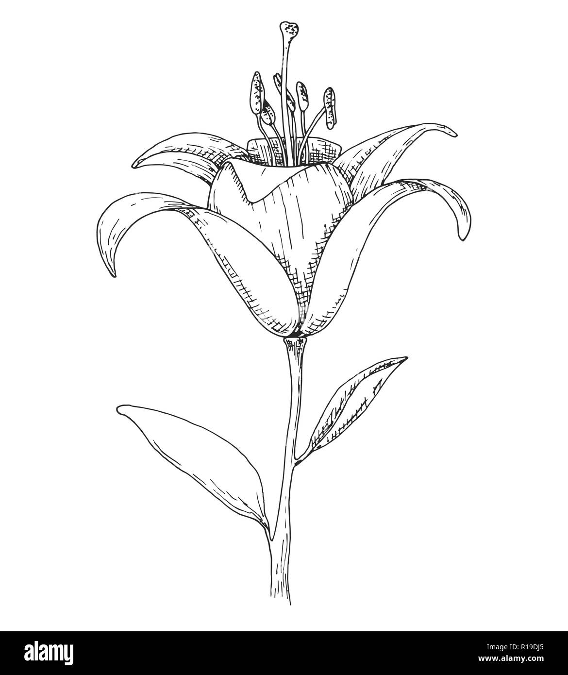 Sketch of flowers. Lily isolated on white background. Vector ...