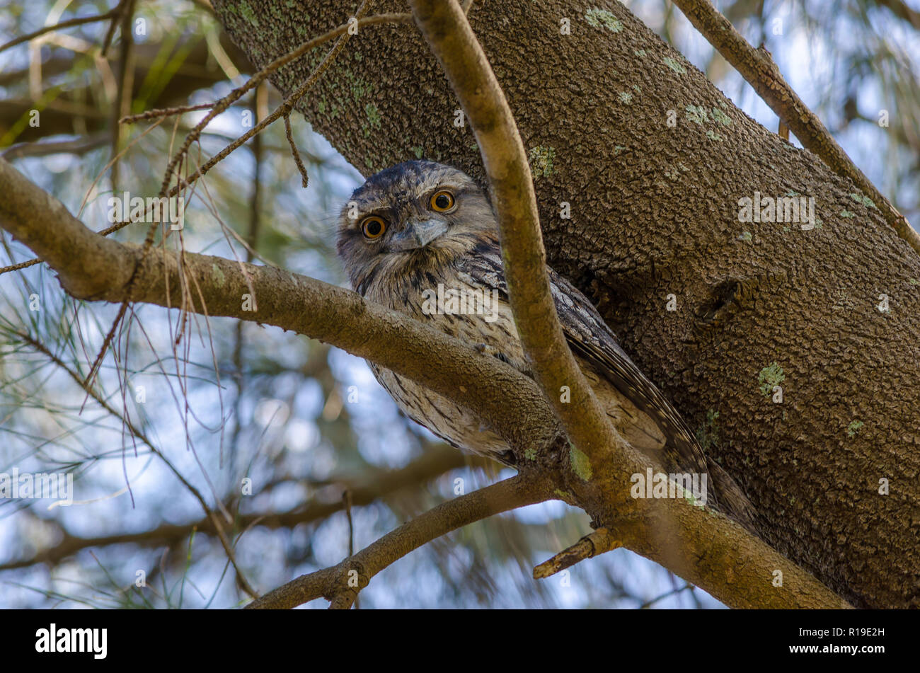 Tawny Frogmouth staring back. Stock Photo