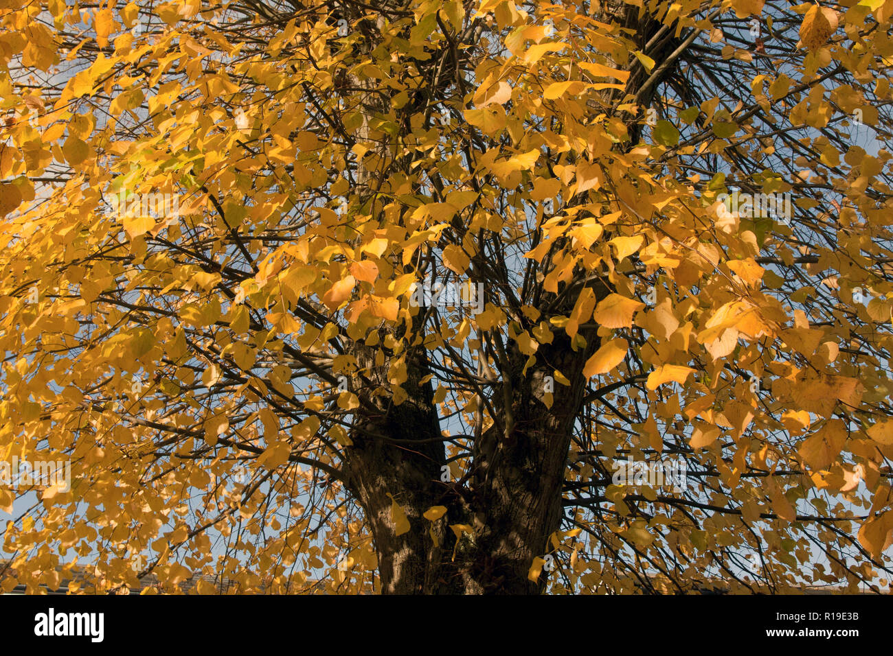 changing colours of beech tree (Fagus sylvatica) in autumn, Elstead, Surrey, England Stock Photo