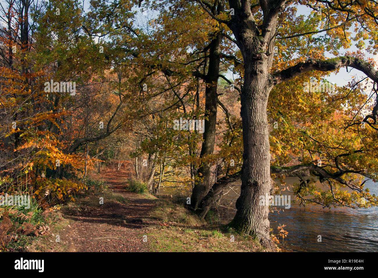 autumn, the Tarn, Puttenham, nr Godalming & Guildford, Surrey, England Stock Photo