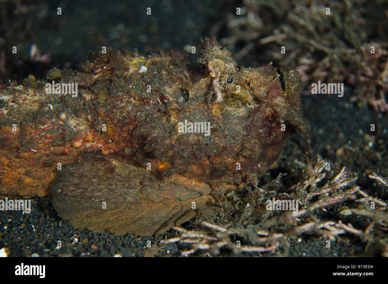 Horrid Stonefish, Synanceia horrida, Night dive, TK1 dive site, Lembeh Straits, Sulawesi, Indonesia Stock Photo