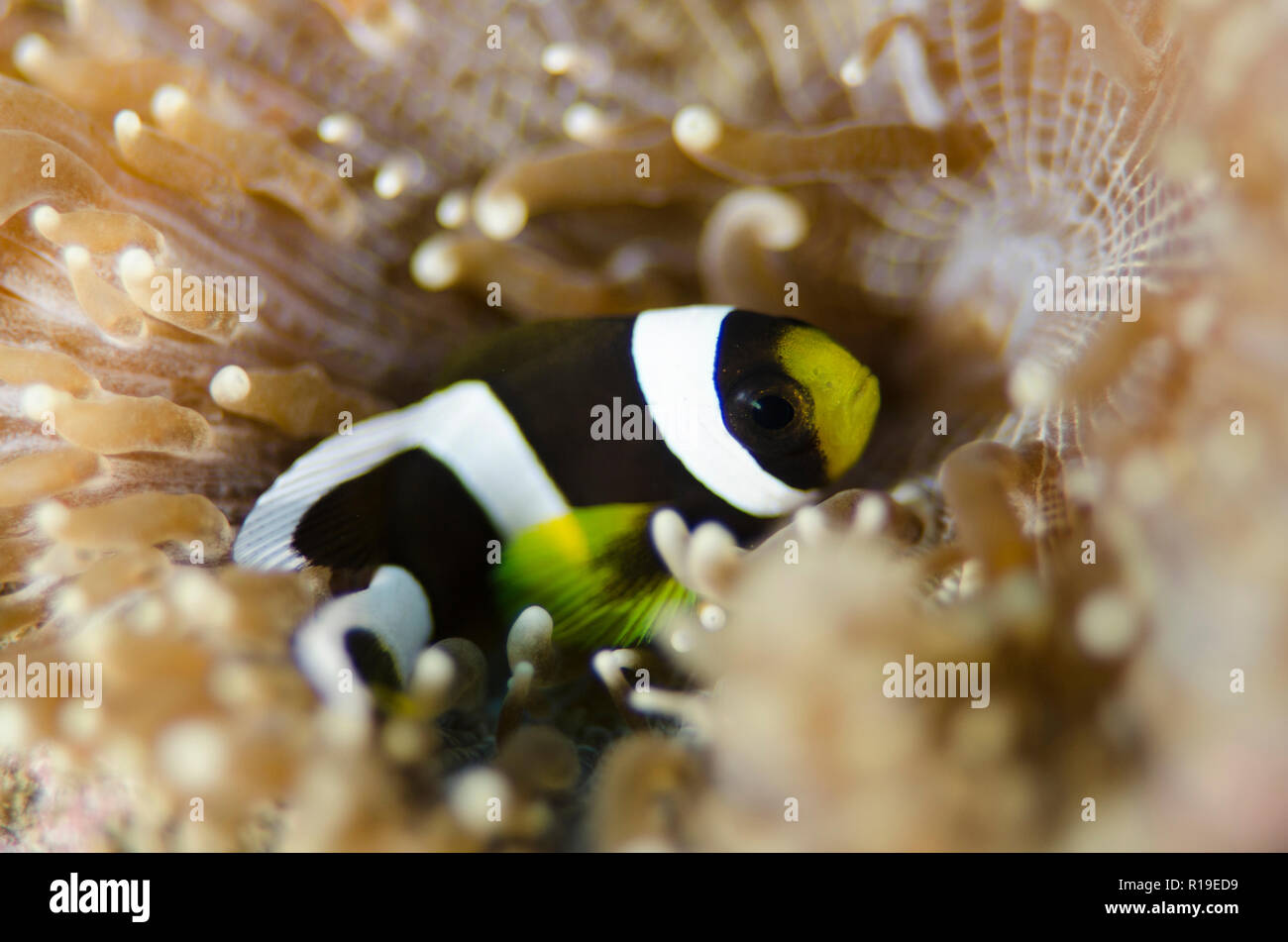 Saddleback Anemonefish, Amphiprion polymnus, in anemone, Pintu Colada dive site, Lembeh Straits, Sulawesi, Indonesia Stock Photo