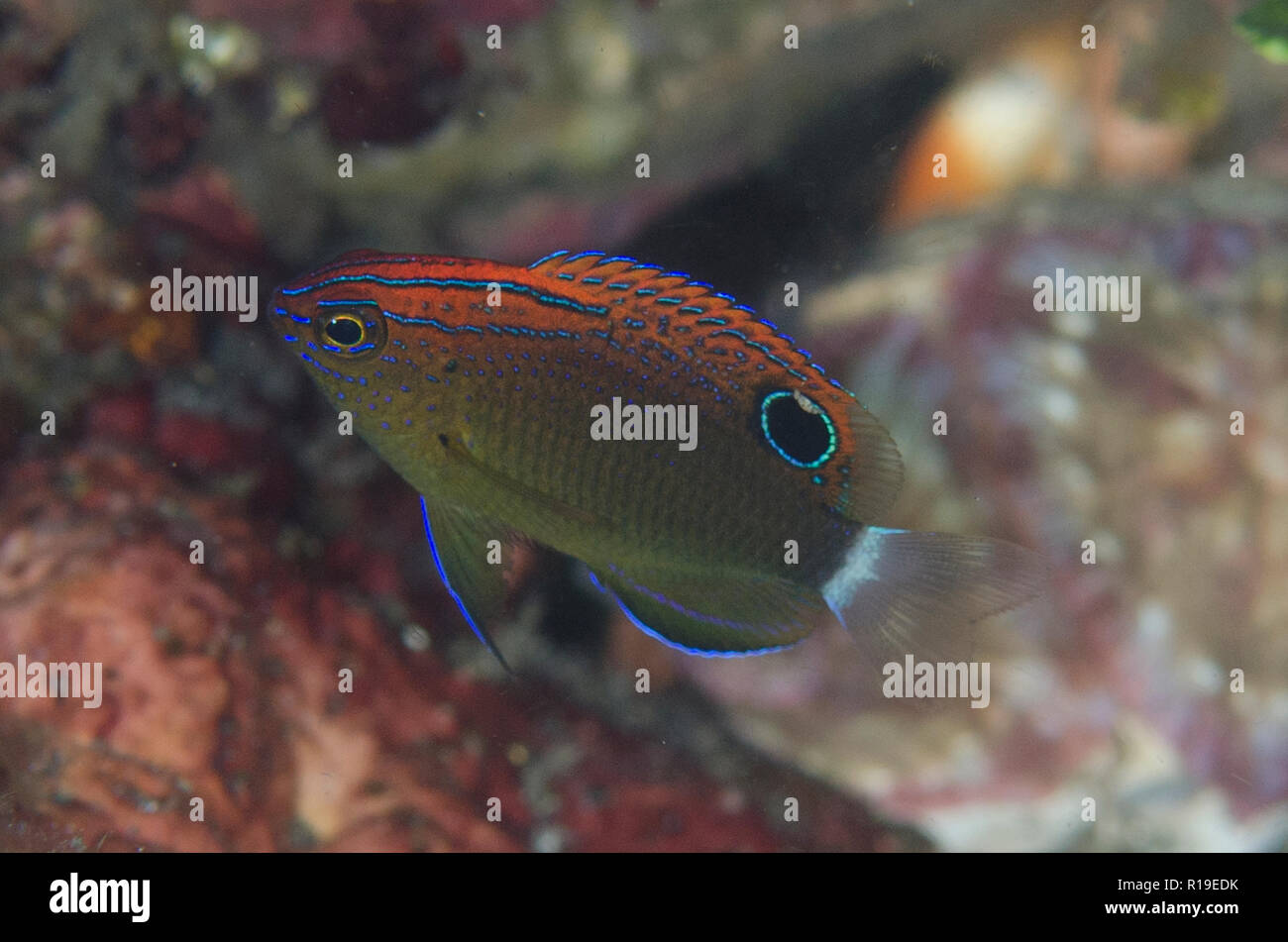 Speckled Damsel, Pomacentrus bankanensis, TK1 dive site, Lembeh Straits, Sulawesi, Indonesia Stock Photo
