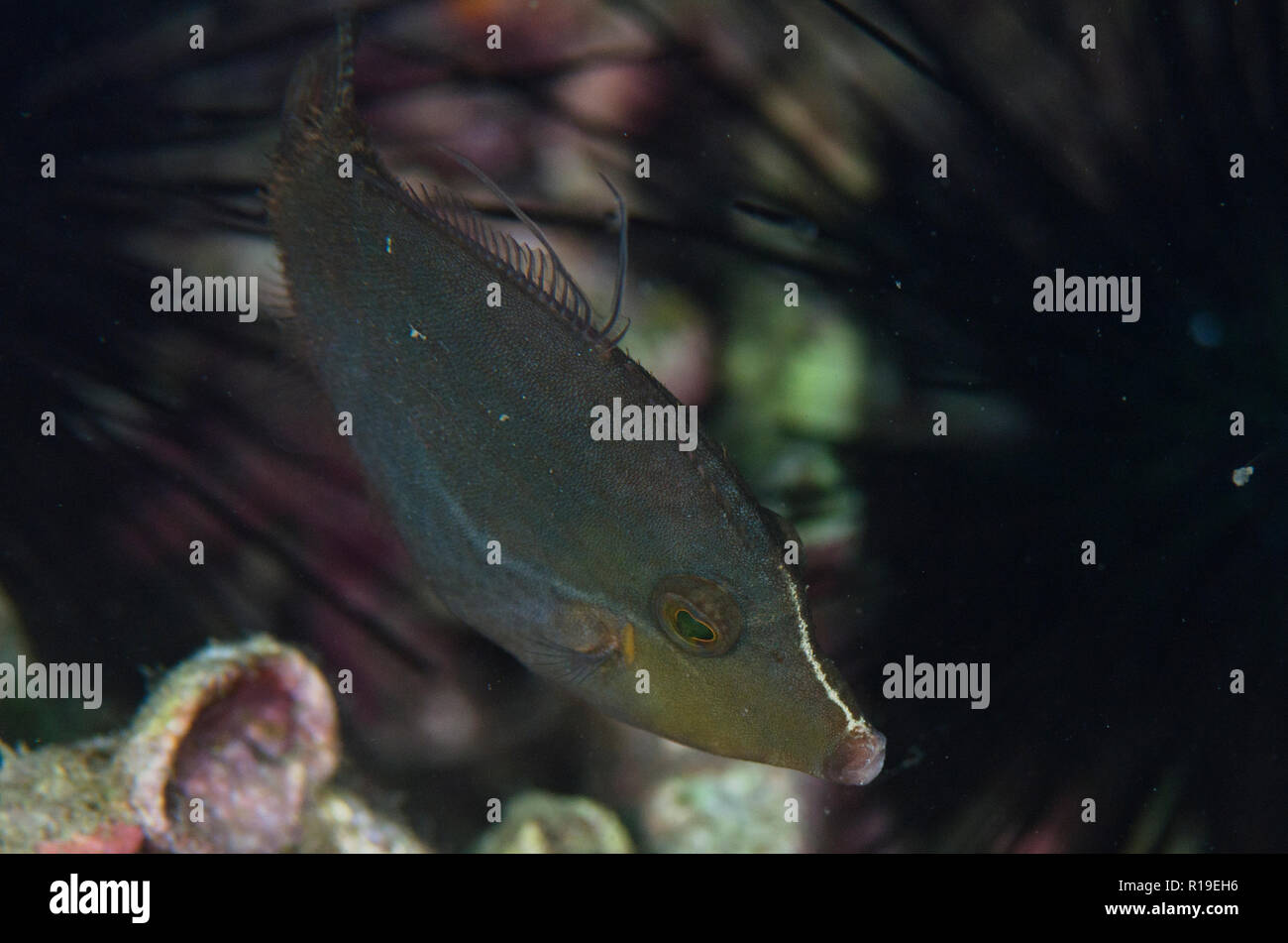Blackline Filefish, Pervagor nigrolineatus, Bianca dive site, Lembeh Straits, Sulawesi, Indonesia Stock Photo