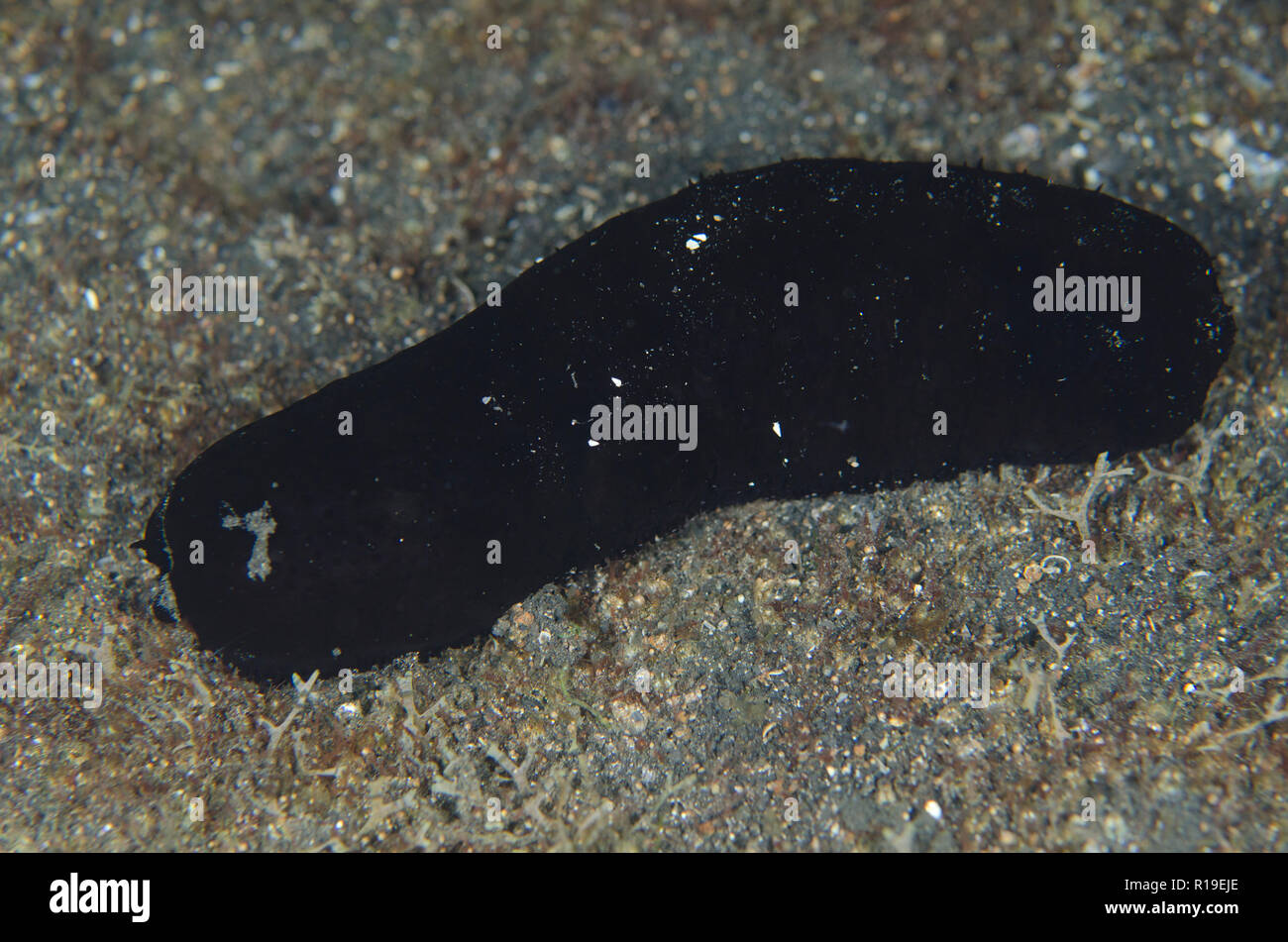Panning's Black Sea Cucumber, Actinopyga palauensis, with Snail Parasites, Echineulima asthenosomae, on night dive, TK1 dive site Stock Photo