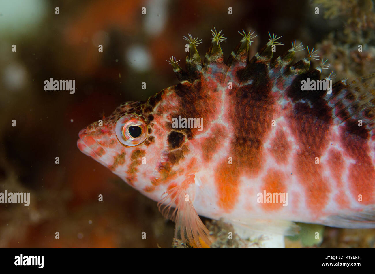Threadfin Hawkfish, Cirrhitichthys aprinus, Batu Sandar dive site