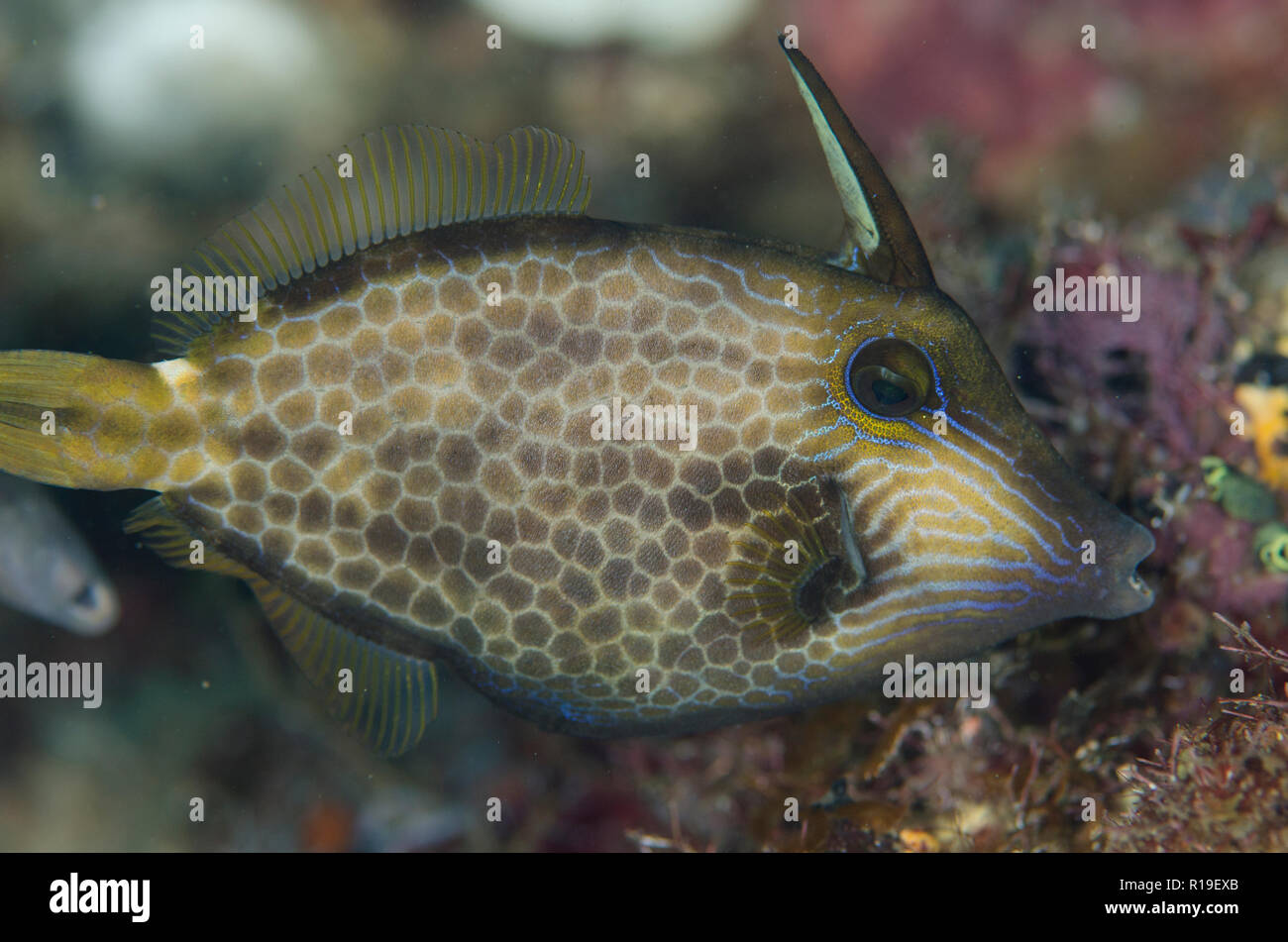 Wirenet Filefish, Cantherhines pardalis, with extended dorsal fin, Nudi Falls dive site, Lembeh Straits, Sulawesi, Indonesia Stock Photo