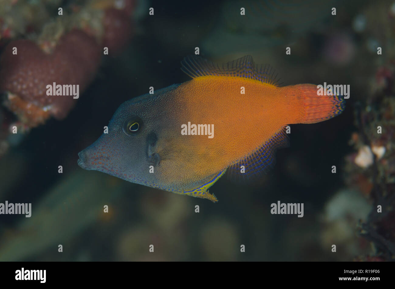 Redtail Filefish, Pervagor melanocephalus,Tanjung Kubur dive site, Lembeh Straits, Sulawesi, Indonesia Stock Photo