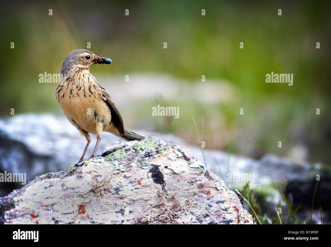 The buff-bellied pipit (Anthus rubescens), or American pipit as it is known in North America, is a small songbird Stock Photo