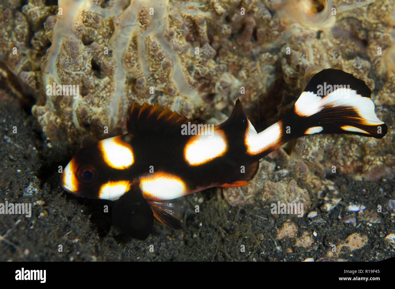 juvenile-oriental-sweetlips-plectorhinchus-vittatus-night-dive-tk1