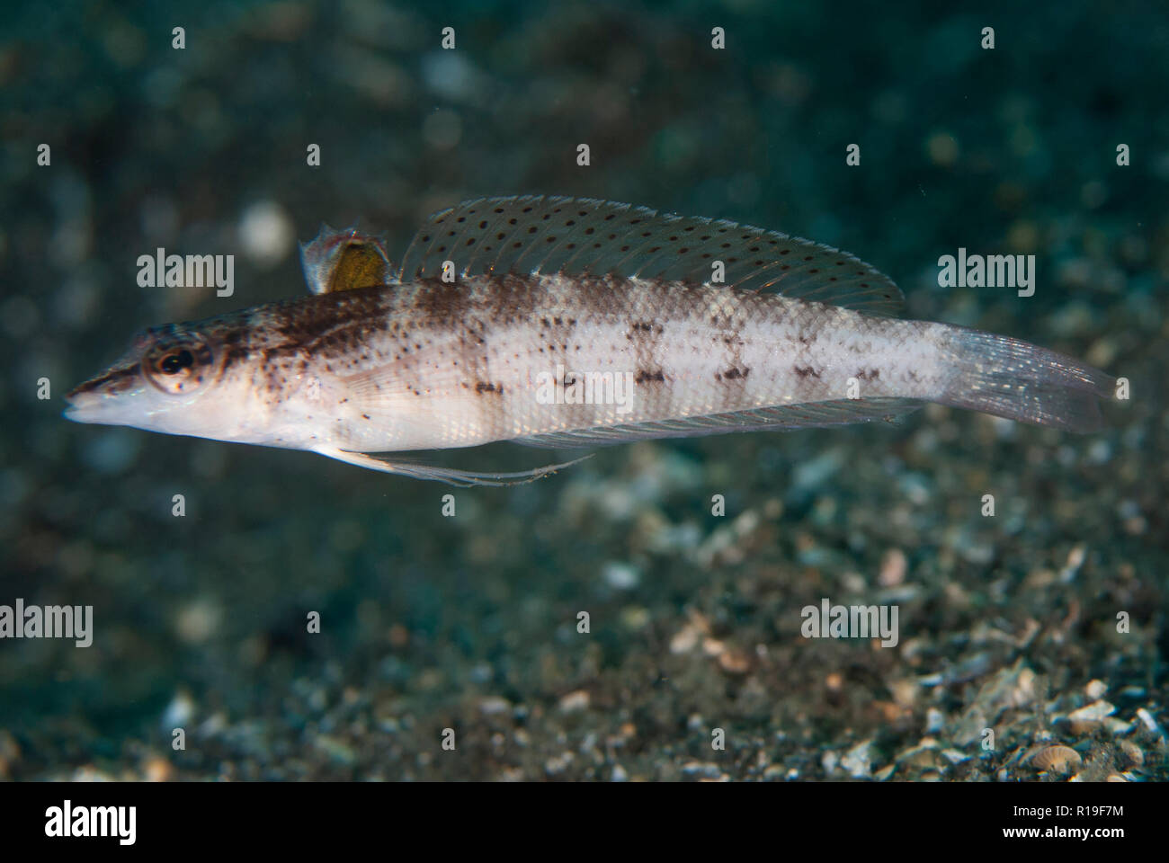 Nosestripe Sandperch (Parapercis lineopunctata), with extended fin, TK2 dive site, Lembeh Straits, Sulawesi, Indonesia Stock Photo