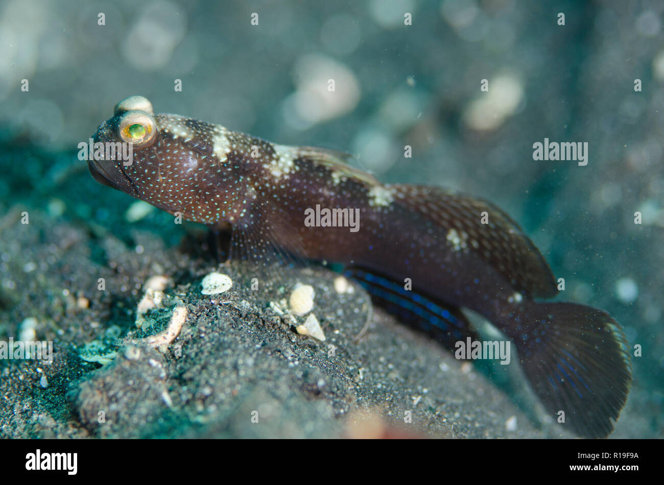 Banded Shrimpgoby, Cryptocentrus cinctus, on black sand, Cryptocentrus cinctus, TK2 dive site, Lembeh Straits, Sulawesi, Indonesia Stock Photo