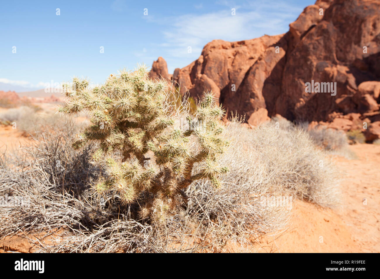 Buckhorn Cholla Cactus ,Cylindropuntia acanthocarpa, in Valley of Fire State Park Stock Photo