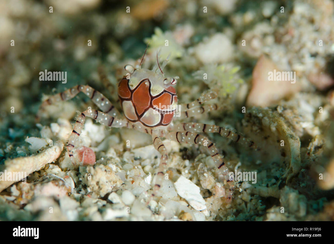 Pom-pom Crab, Lybia tesselata, with anemones on legs for protection, Batu Merah dive site, Lembeh Straits, Sulawesi, Indonesia Stock Photo