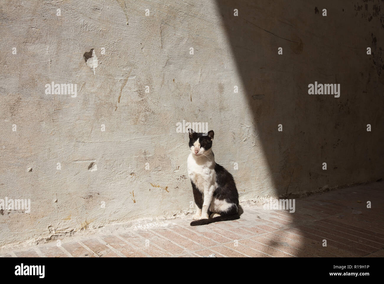 Moroccan cat breed hires stock photography and images Alamy
